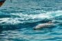 Crucero en Dhow y avistamiento de delfines en el fiordo de Khor Sham