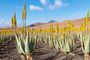 Fuerteventura la Isla Majorera