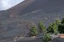 La Palma de Fuego y Lava