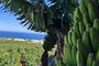 Gran Canaria Tropical