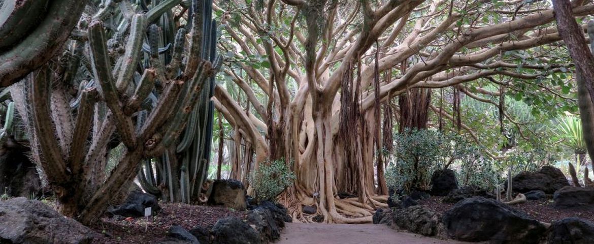 Descubriendo Gran Canaria