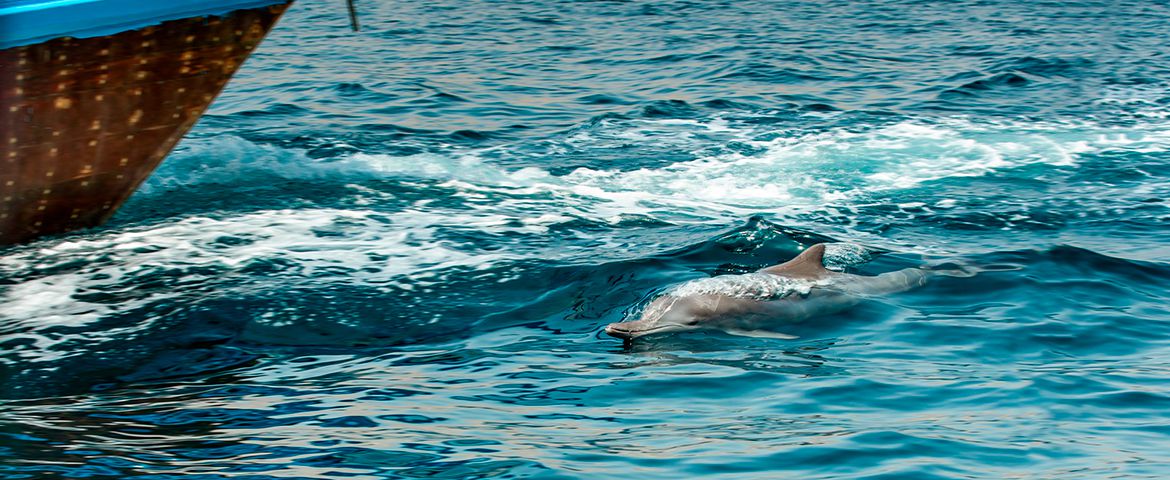 Crucero en Dhow y avistamiento de delfines en el fiordo de Khor Sham