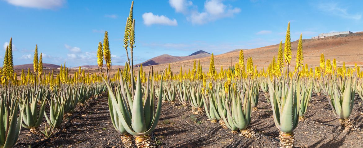 Fuerteventura la Isla Majorera