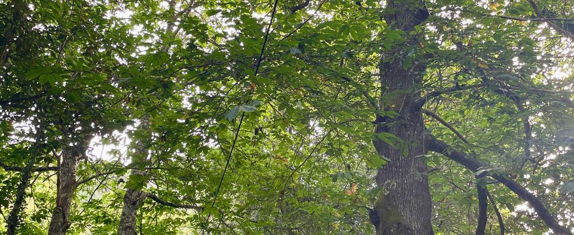 Levada Vale Paraíso Naturaleza & Tradición - Imagen 4