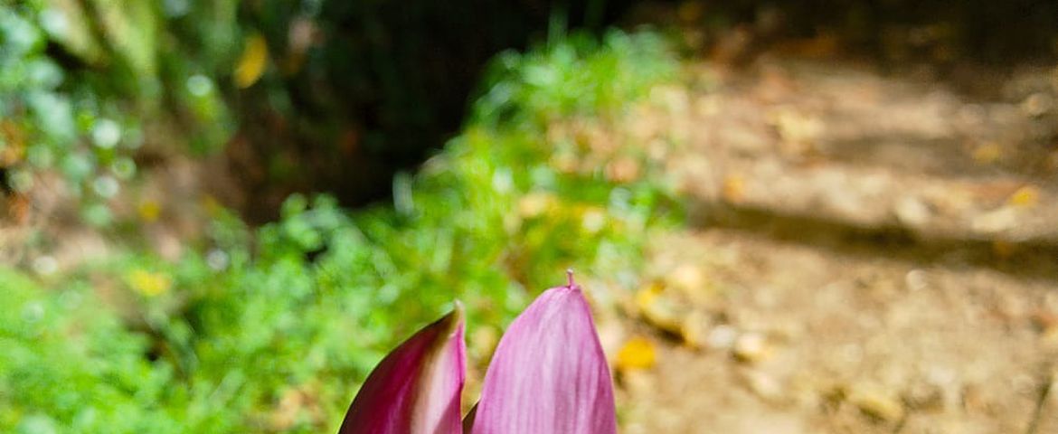 Levada Vale Paraíso Naturaleza & Tradición - Imagen 2
