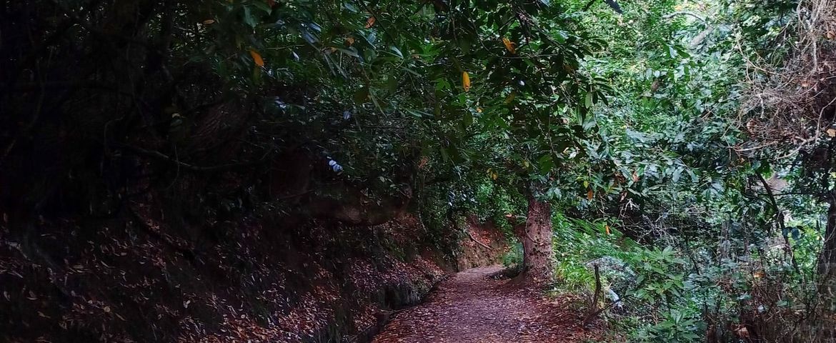 Levada Vale Paraíso Naturaleza & Tradición - Imagen 3