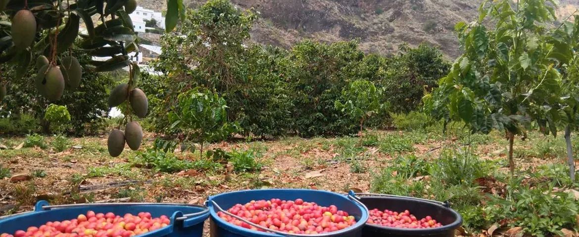 Gran Canaria Autentica, Café de Agaete y Vegueta