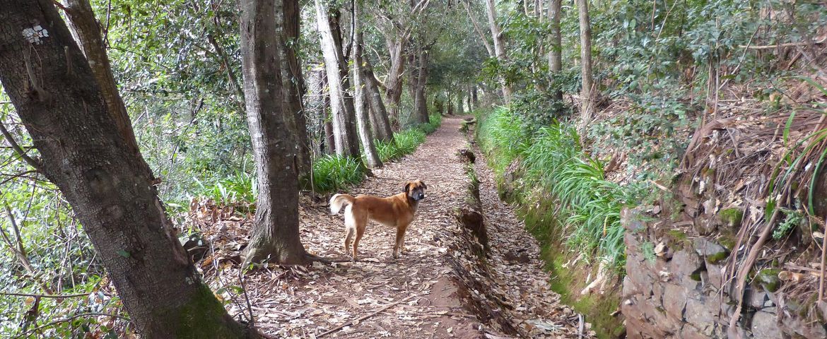 Levada Vale Paraíso Naturaleza & Tradición - Imagen 2