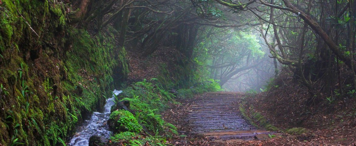 Levada Vale Paraíso Naturaleza & Tradición - Imagen 1