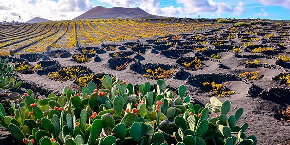 Lanzarote Sur Parque Nacional de Timanfaya y Sur de la Isla