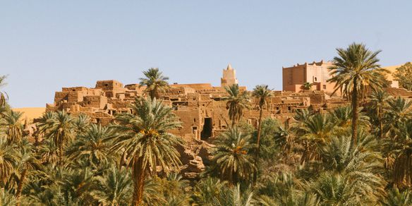 Excursión al Oasis Al-Ahsa